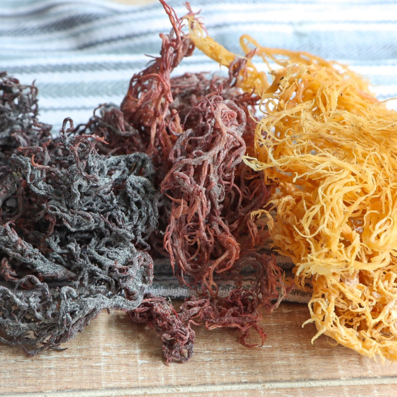 TOP 10 BENEFITS OF SEA MOSS