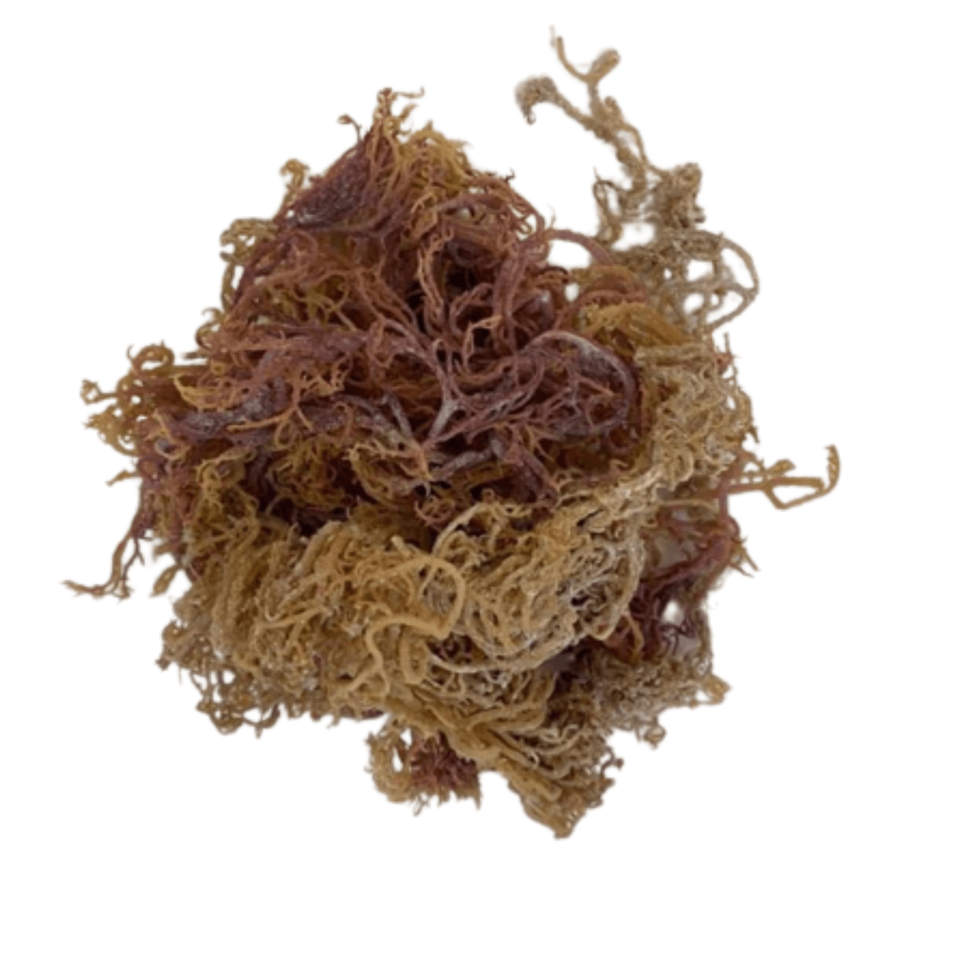 Dried Sea Moss - Asili Sea Moss