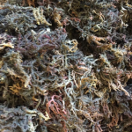 Raw Sea Moss 100g