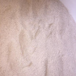 Sea Moss Powder 1KG