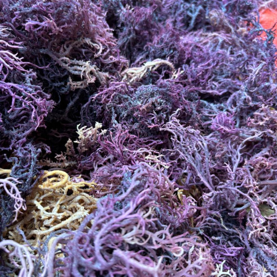 https://asiliseamoss.com/products/raw-sea-moiss-purple