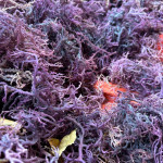 Raw Sea Moiss ( Purple)